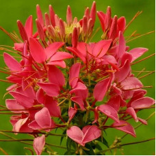 Cleomе seeds «Red»