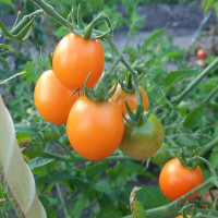 Tomato seeds «Kish-Mish»