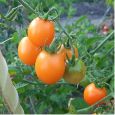 Tomato seeds «Kish-Mish»
