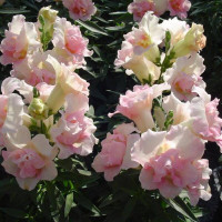 Snapdragons seeds «Apple Blossom»