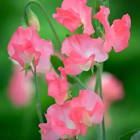 Sweet pea seeds «Princess Elizabeth»