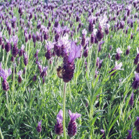 Purple broadleaf lavender seeds