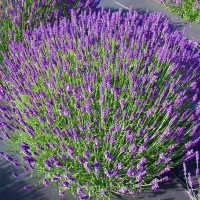 Narrow-leaved lavender seeds «Munstead»