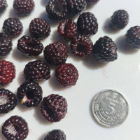 Black raspberry seeds «Bristol»