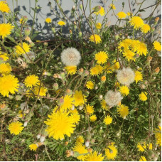 Crepis setosa Haller seeds