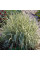 Reed canary grass seeds