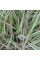 Reed canary grass seeds