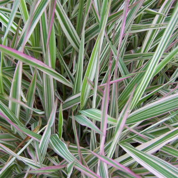 Reed canary grass seeds