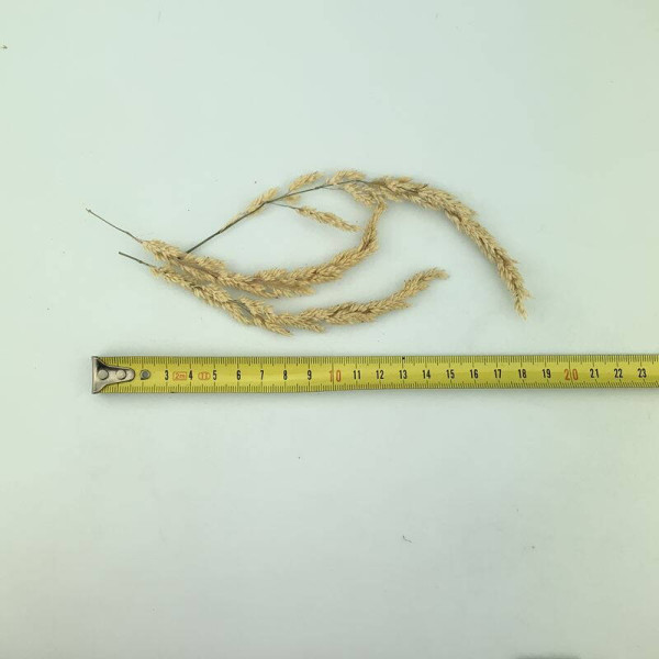 Reed canary grass seeds