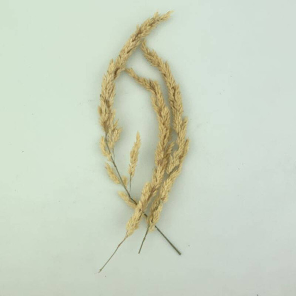 Reed canary grass seeds