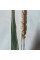 Reed canary grass seeds