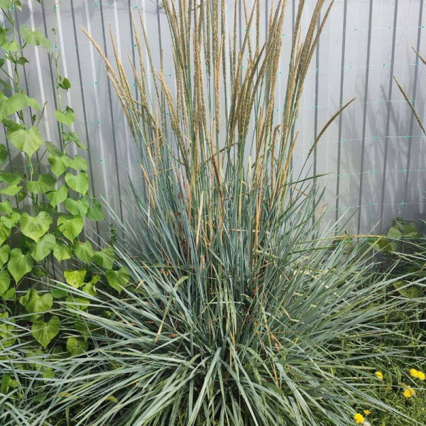 Sand ryegrass seeds