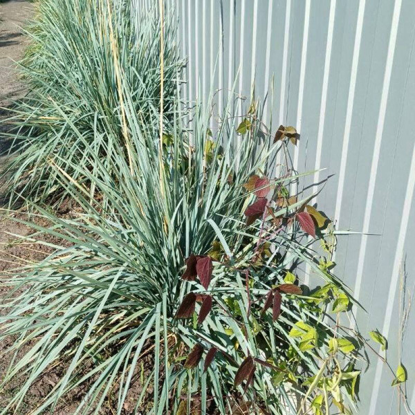 Sand ryegrass seeds