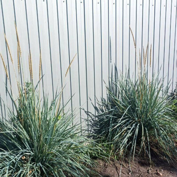 Sand ryegrass seeds