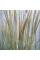 Sand ryegrass seeds
