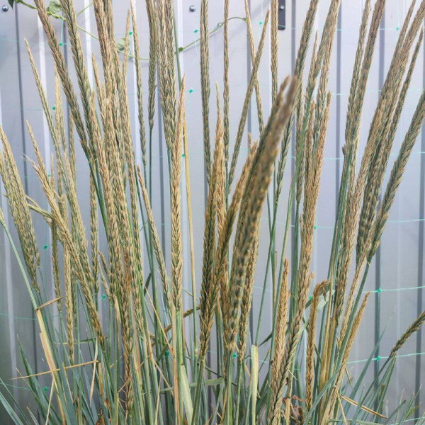 Sand ryegrass seeds