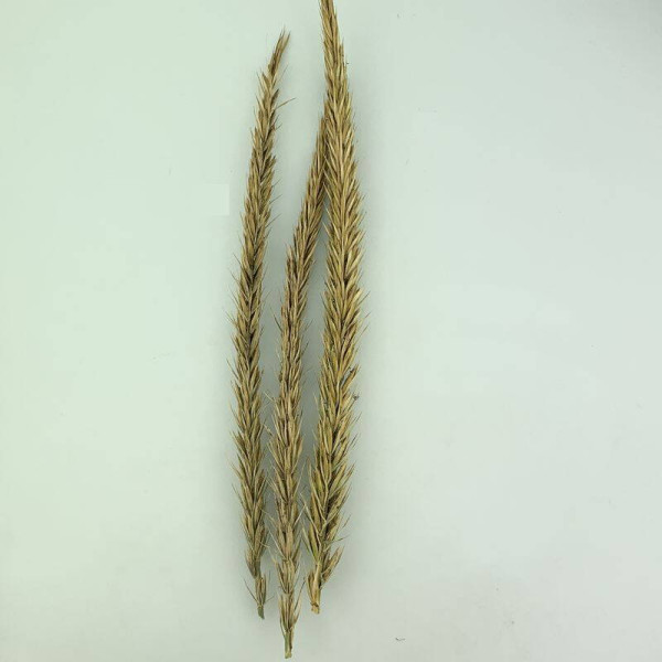 Sand ryegrass seeds