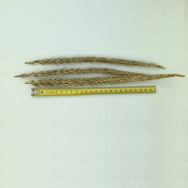 Sand ryegrass seeds