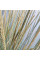 Sand ryegrass seeds