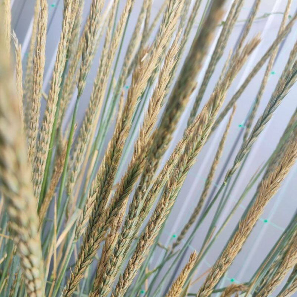 Sand ryegrass seeds
