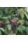 Bloody dogwood seeds