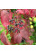 Bloody dogwood seeds
