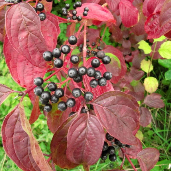 Bloody dogwood seeds