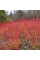 Bloody dogwood seeds