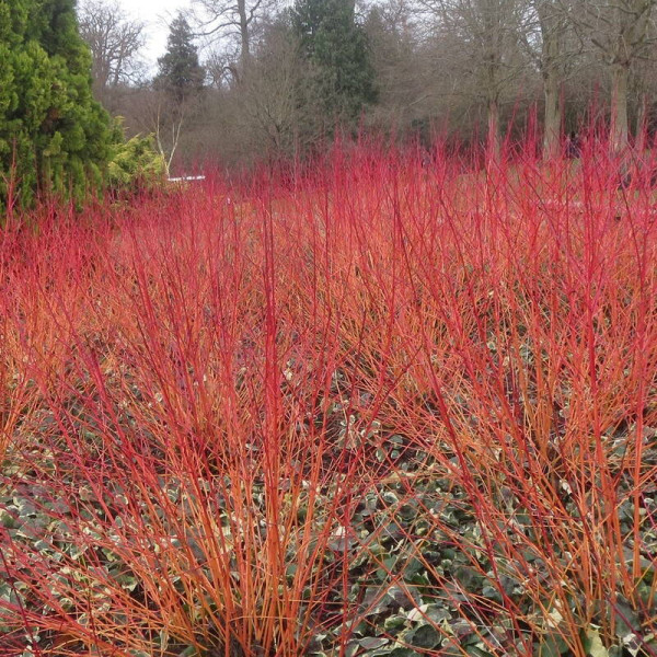 Bloody dogwood seeds
