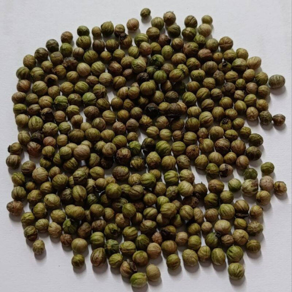 Bloody dogwood seeds