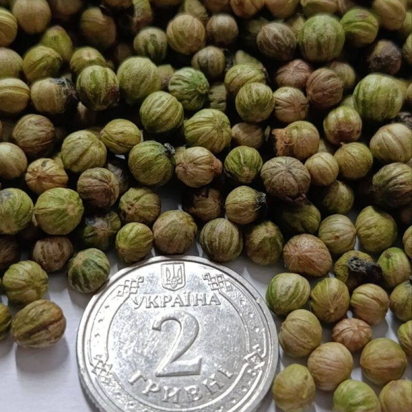 Bloody dogwood seeds