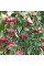 Eastern mayhaw seeds