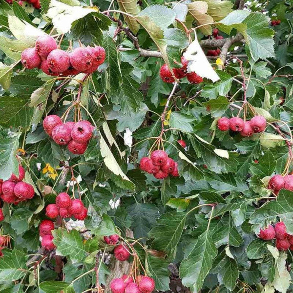 Eastern mayhaw seeds