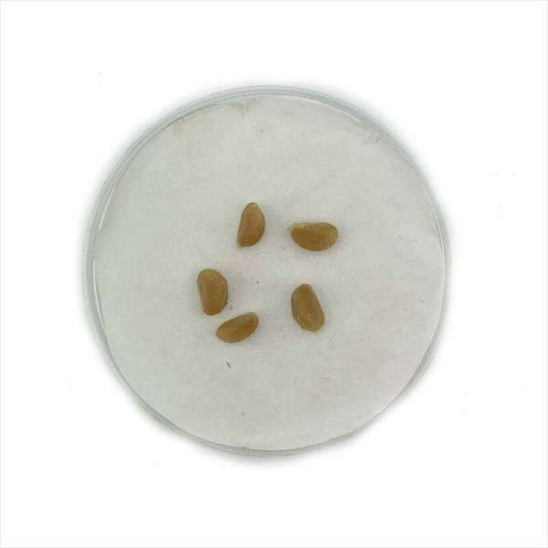 Eastern mayhaw seeds
