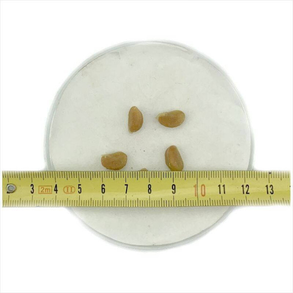 Eastern mayhaw seeds